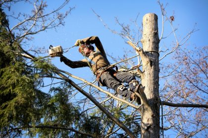 the-essential-guide-to-tree-care-and-maintenance